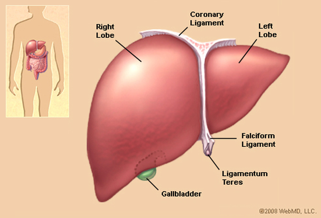 hepatitis yakrat liver in hindi