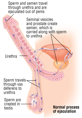 Ayurveda Premature Ejaculation