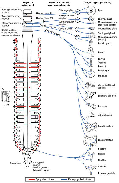 Parasympathetic nervous system