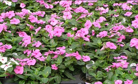 Sada Suhagan Plant