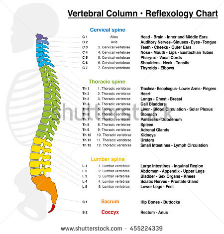 Spine Reflexology, Spine Reflexology chart