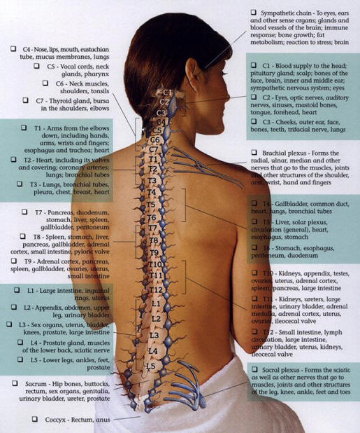 Spine Reflexology, Spine Reflexology chart