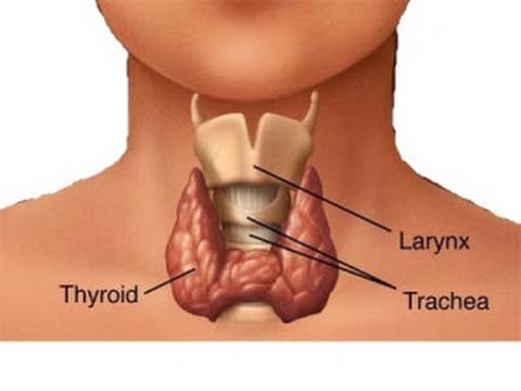 Thyroid, थायराइड