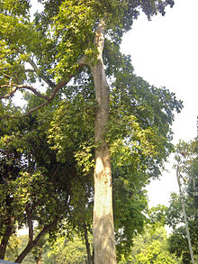 arjuna tree terminalia arjuna