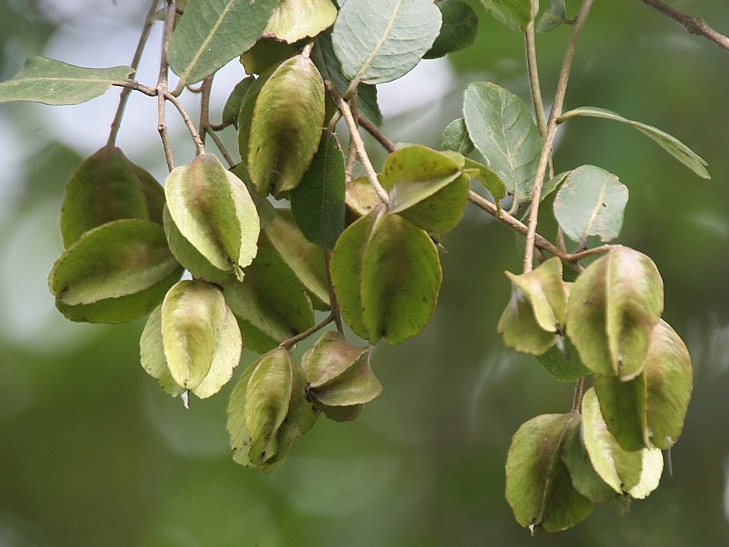 Arjuna tree