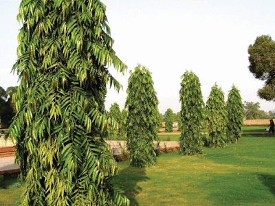 ashoka tree