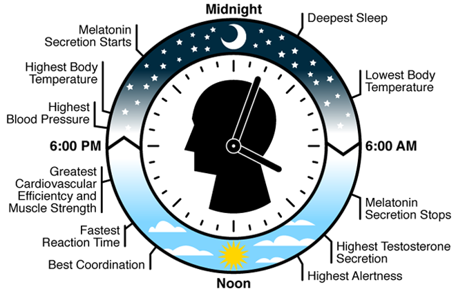 ayurveda Biological Clock