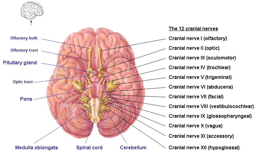 Ayurveda Mental Health