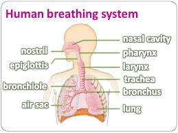 Asthma Dama  in हिंदी , breathing system