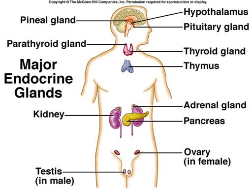 glands in hindi