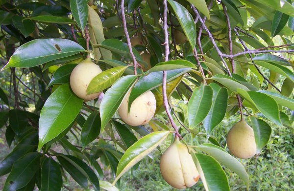 jaayfal tree