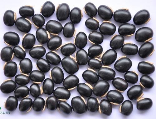 kaunch, kaunch Seeds
