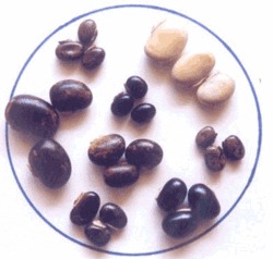 kaunch, kaunch Seeds