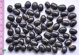 Kaunch (cowhage) seeds