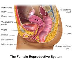reprouctive organ ayurveda