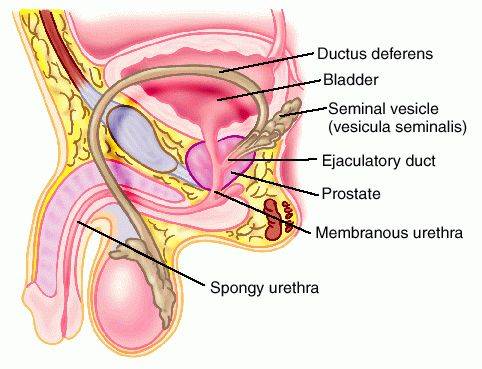 Seminal vesicles 