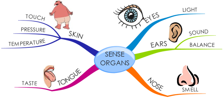 ayurveda sense organs mental health