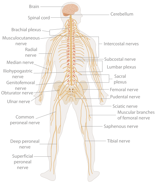 sexual nervous system