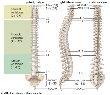 spinal column